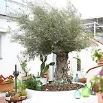 La Aurelia Bacoli